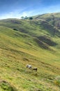 Black headed Suffolk sheep, grazing in the countryside. Royalty Free Stock Photo