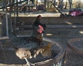 group of black hens inside a hen house in a rural setting