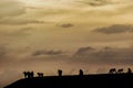 Group of black macaque standing on black sand on the beach. Silhouettes of animals, Endemic black crested macaque or the black ape