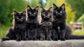 Group of black maine coon kittens posing together outdoors Royalty Free Stock Photo