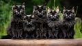 Group of black maine coon kittens posing together outdoors Royalty Free Stock Photo