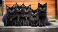 Group of black maine coon kittens posing together outdoors Royalty Free Stock Photo