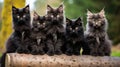 Group of black maine coon kittens posing together outdoors Royalty Free Stock Photo