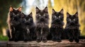 Group of black maine coon kittens posing together outdoors Royalty Free Stock Photo