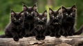 Group of black maine coon kittens posing together outdoors Royalty Free Stock Photo