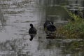 Group of black native hen birds