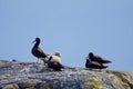 Group of black oystercatchers sits on a lichen covered rock in the middle of Juan de Fuca Strait