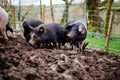 Group of black and pink piglets on a farm