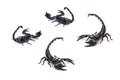 A Group of black scorpions.