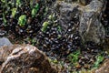 A group of Black Sea mussels growing on a granite stone, close-up Royalty Free Stock Photo