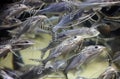 Group of black spotted catfish in aquarium Royalty Free Stock Photo