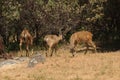 Group of black-tailed bucks