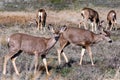 A group of black-tailed deer on a meadow, south California Royalty Free Stock Photo
