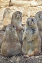 Group of black-tailed prairie dogs Cynomys ludovicianus