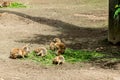 Group of black-tailed prairie dogs eating