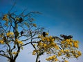 A group of black vultures perched on the branch of a tree with yellow flowers one of them with the wings open warming Royalty Free Stock Photo