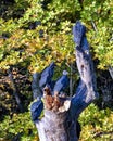 Group of black vultures resting on a dead tree trunk on the bank of the Grand River below the Pensacola Dam. Royalty Free Stock Photo