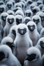 a group of black and white baby penquins, nestlings