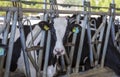 A group of black and white cow Royalty Free Stock Photo