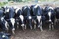 Group of Black and White Cows Bowing in a Field