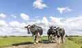 Group of black and white cows walking towards the front on a path to be milked, in a pasture under a blue sky and a faraway Royalty Free Stock Photo