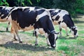 Group of black white cows walks breeding on farm meadow Royalty Free Stock Photo
