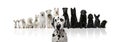 Group of black and white dogs sitting in a row against white bac Royalty Free Stock Photo