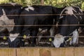 Group of black-and-white milk cows eatin feed while standing in row Royalty Free Stock Photo