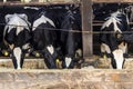 Group of black-and-white milk cows eatin feed while standing in row Royalty Free Stock Photo