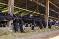 Group of black-and-white milk cows eatin feed while standing in row Royalty Free Stock Photo