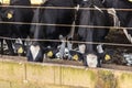 Group of black-and-white milk cows eatin feed while standing in row in modern barn