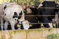 Group of black-and-white milk cows eatin feed while standing in row in modern barn