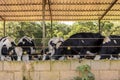 Group of black-and-white milk cows eatin feed while standing in row in modern barn
