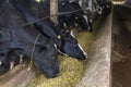 Group of black-and-white milk cows eatin feed while standing in row in modern barn