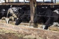 Group of black-and-white milk cows eatin feed while standing in row in modern barn