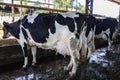 Group of black-and-white milk cows eatin feed while standing in row Royalty Free Stock Photo