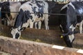 Group of black-and-white milk cows eatin feed while standing in row in modern barn