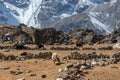 Group of black and white Nepali yaks grazing on.