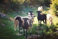 A group of black and white sheep going to a meeting along the path looking at the camera, lit by the sun Royalty Free Stock Photo