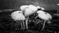 a group of black and white umbrella mushrooms Royalty Free Stock Photo