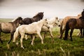 Group of black and white wild horses in Iceland Royalty Free Stock Photo