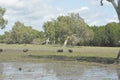 Wild pigs running in swamp land in northern Australia Royalty Free Stock Photo