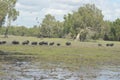 Wild pigs running in swamp land in northern Australia Royalty Free Stock Photo