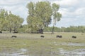 Wild pigs running in swamp land in northern Australia Royalty Free Stock Photo