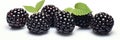 A Group Of Blackberries With Leaves On A White Background