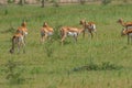 Family of black buck deer, natural, nature, wallpaper