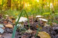 Group of Blancaccio mushrooms in autumn forest