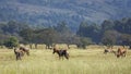 Blesbuck in Mlilwane wildlife sanctuary, Swaziland