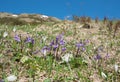 group of blooming alpine soldanellas at springtime