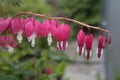 A group of blooming bleeding hearts